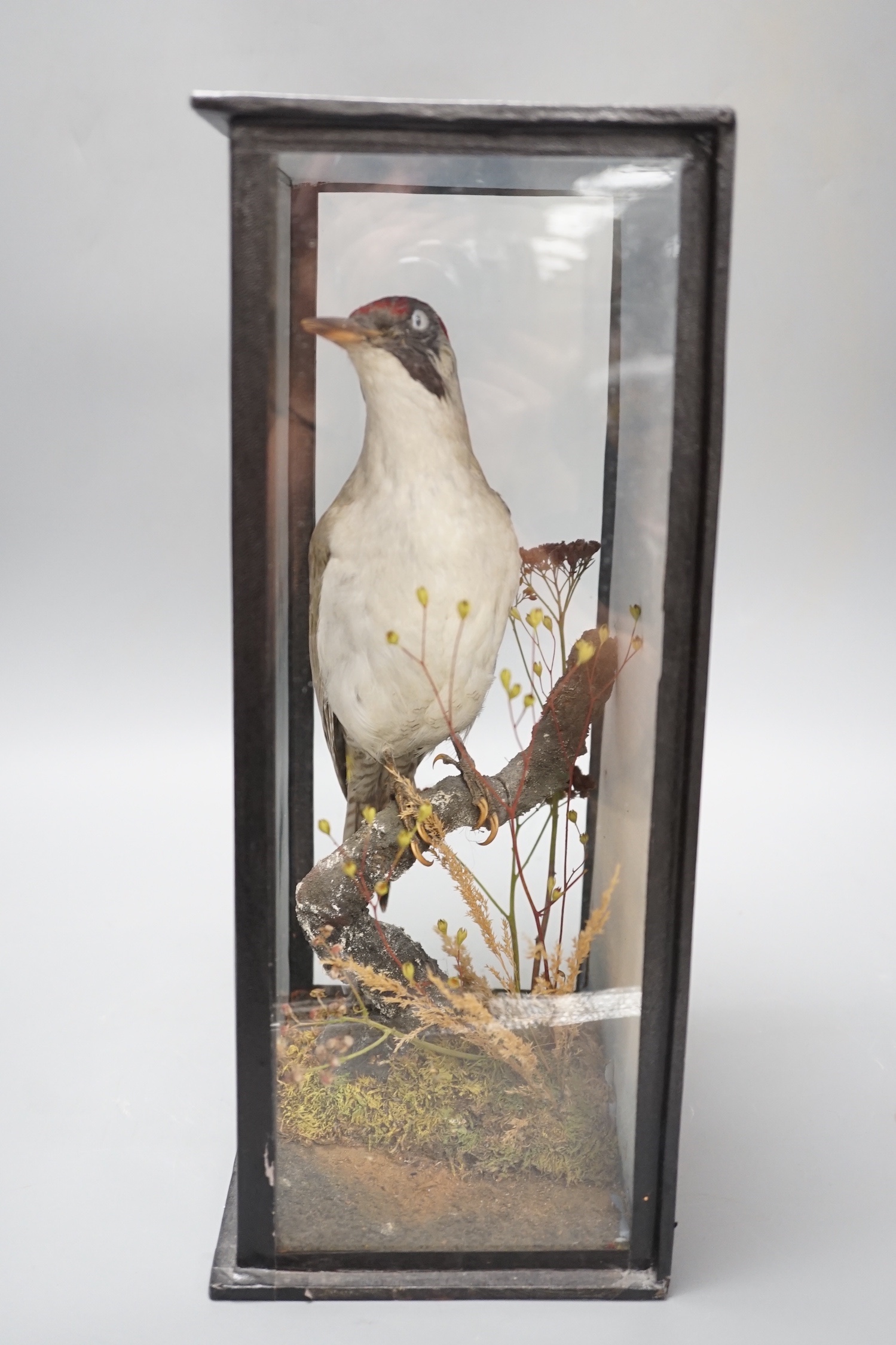 A taxidermy perched green woodpecker, dated 1905 - 36.5 x 22.5cm